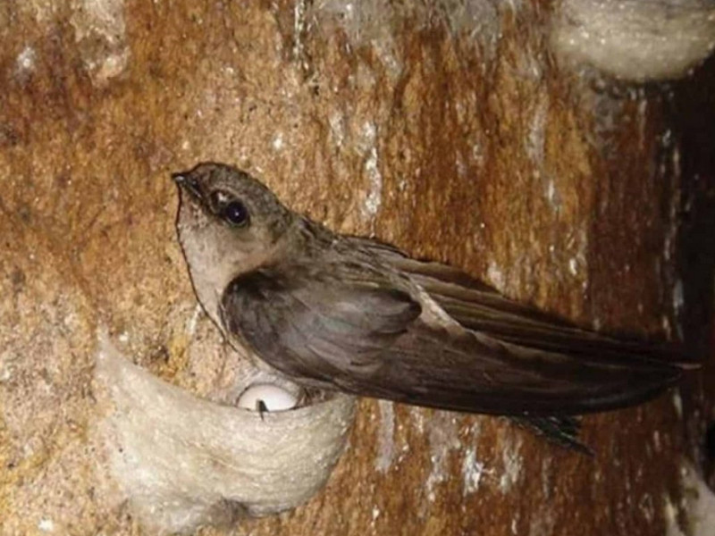 Tổ chim yến tự nhiên thường làm trên các vách đá